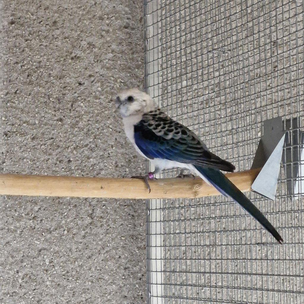 1.0 rozela zltolíca modrá/opalín 2022