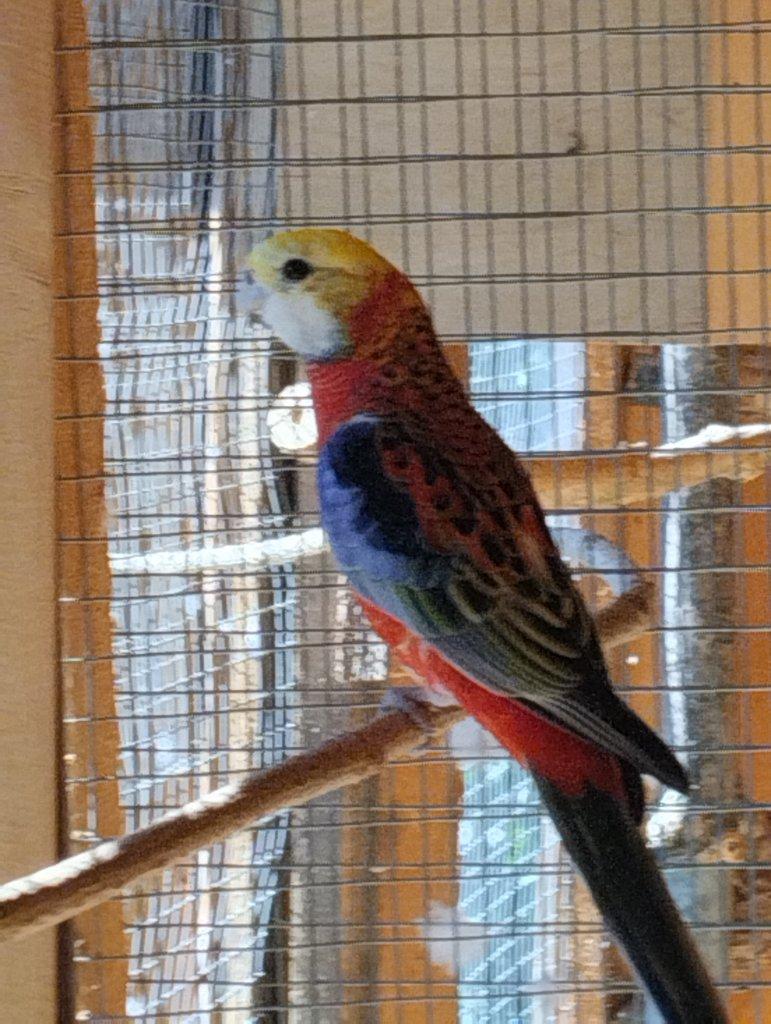 Prodám rozela žlutohlava opálín