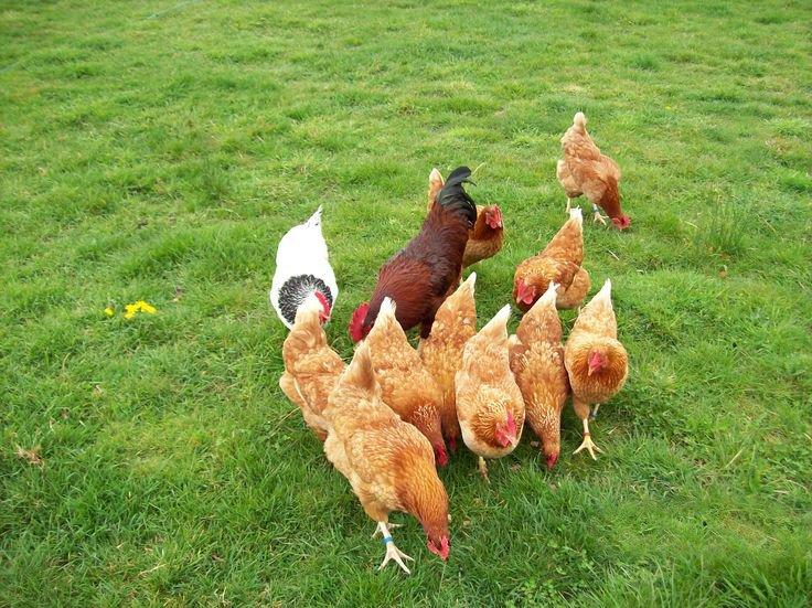 Slepice Kuřice Nosnice Dominanty 18 týdnů staré