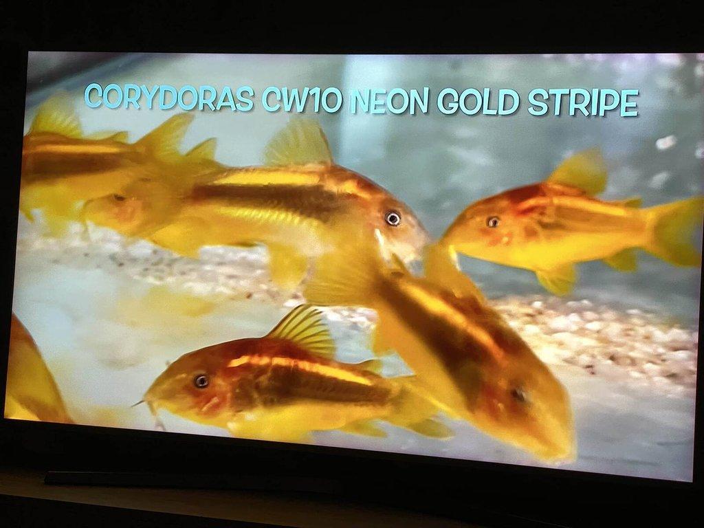 Corydoras gold laser sp. CW010