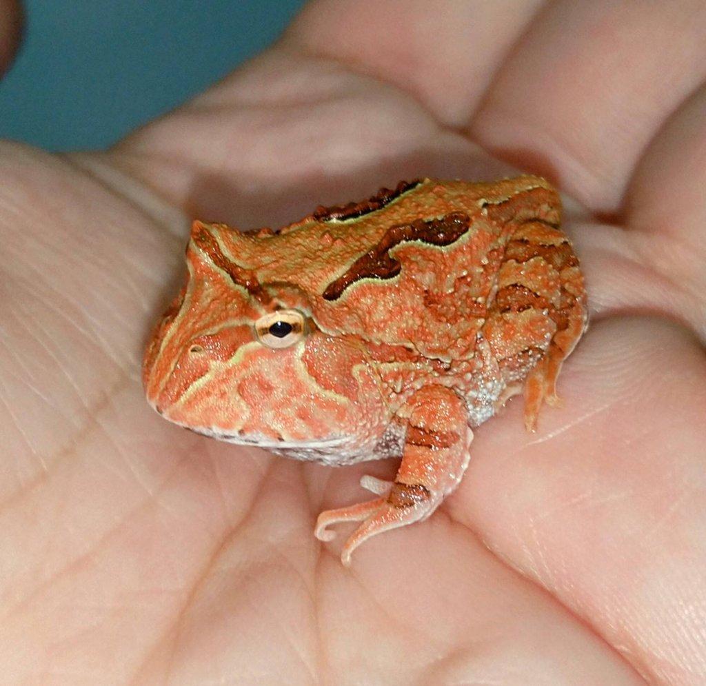 Ceratophrys cornuta, ornata, cranwelli, fantasy