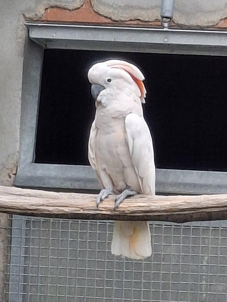 Kakadu molucký