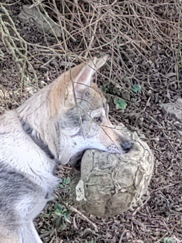 Československý vlčák s rodokmenem TOP spojení