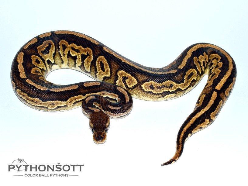 POSLEDNÍ LOŇSKÁ MLÁĎATA KRAJTY KRÁLOVSKÉ ( Python regius)