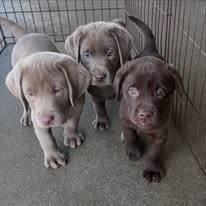 Labradorský retrívr..