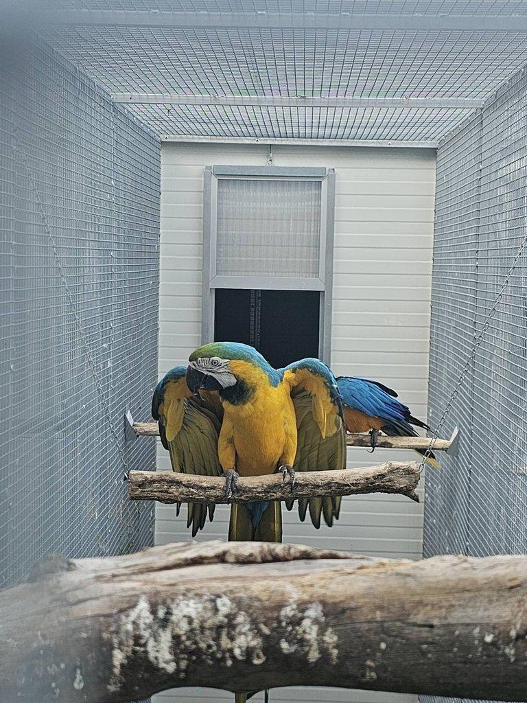 Ara ararauna