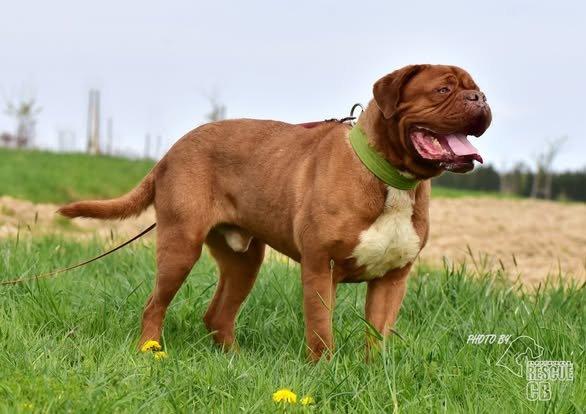 Darujeme psa bordeauxské dogy