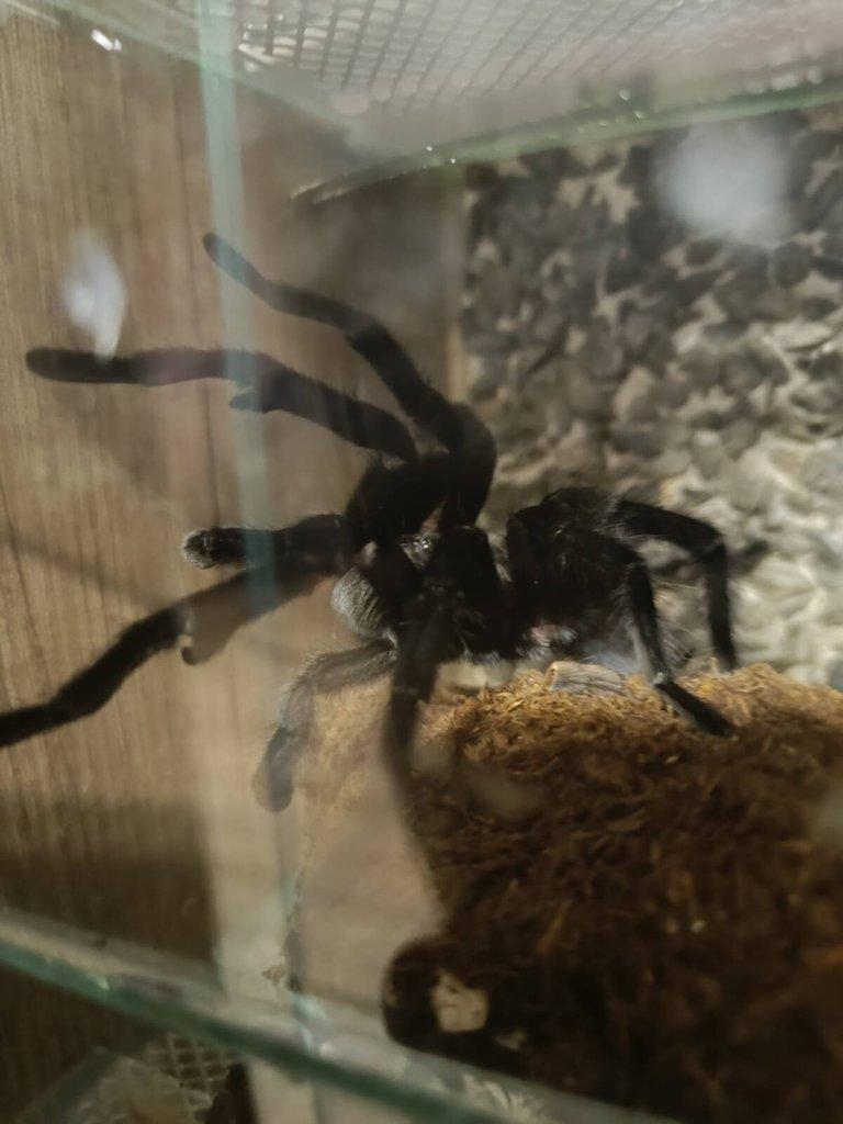 Samec T. kahlenbergi, T.albopilosum