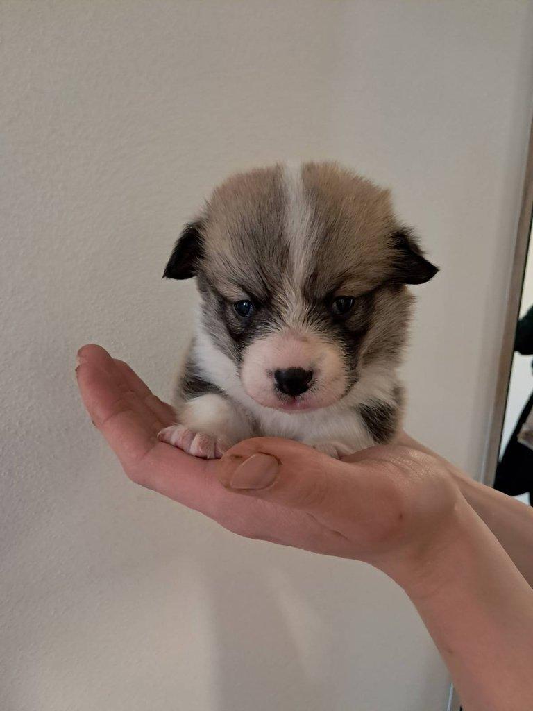 Welsh corgi pembroke