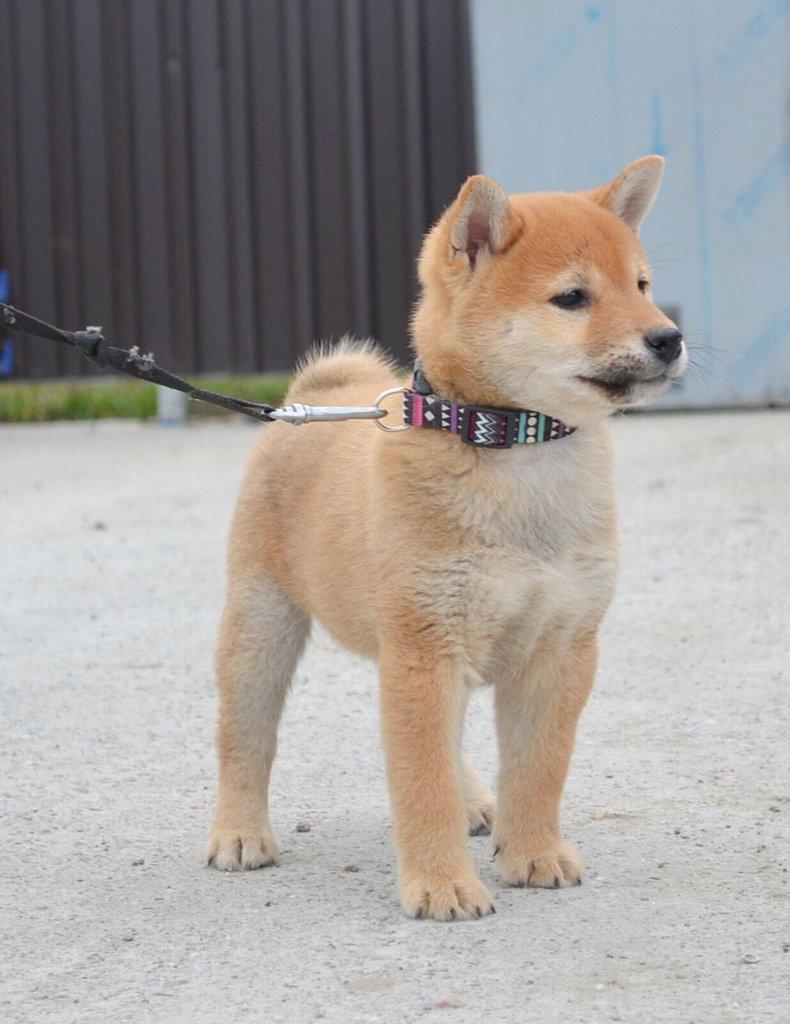 Shiba Inu Štěňata