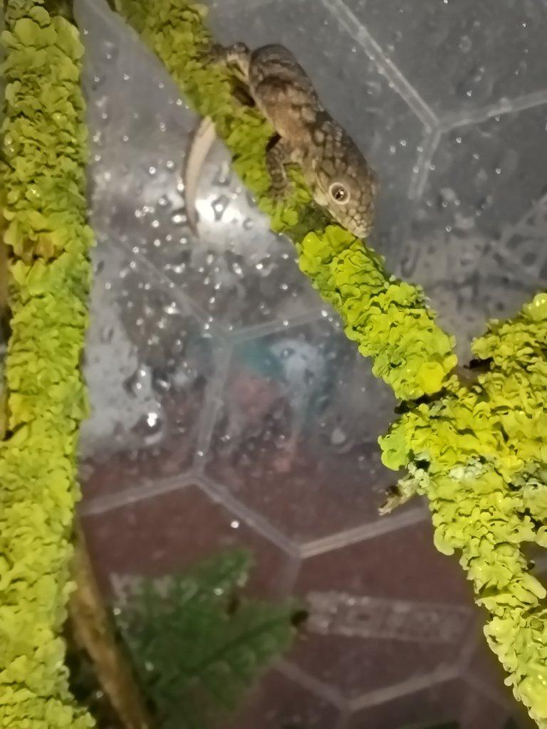 Eurydactylodes agricolae