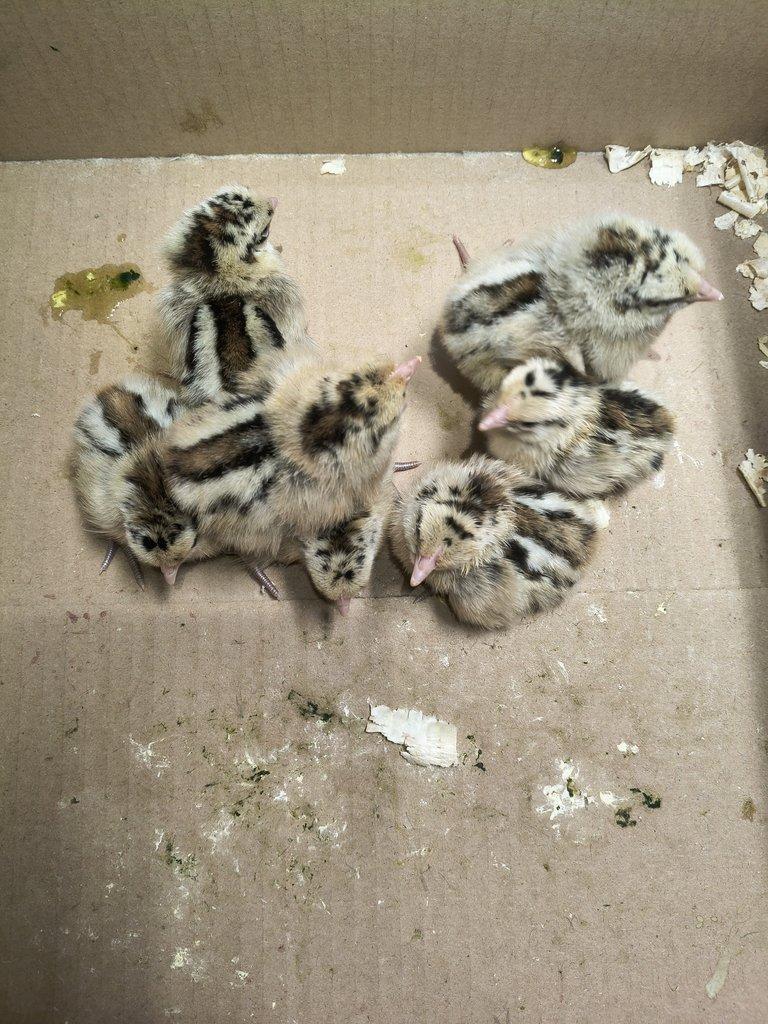 Kuřata plymutka bílá Česká zlatá kropenka