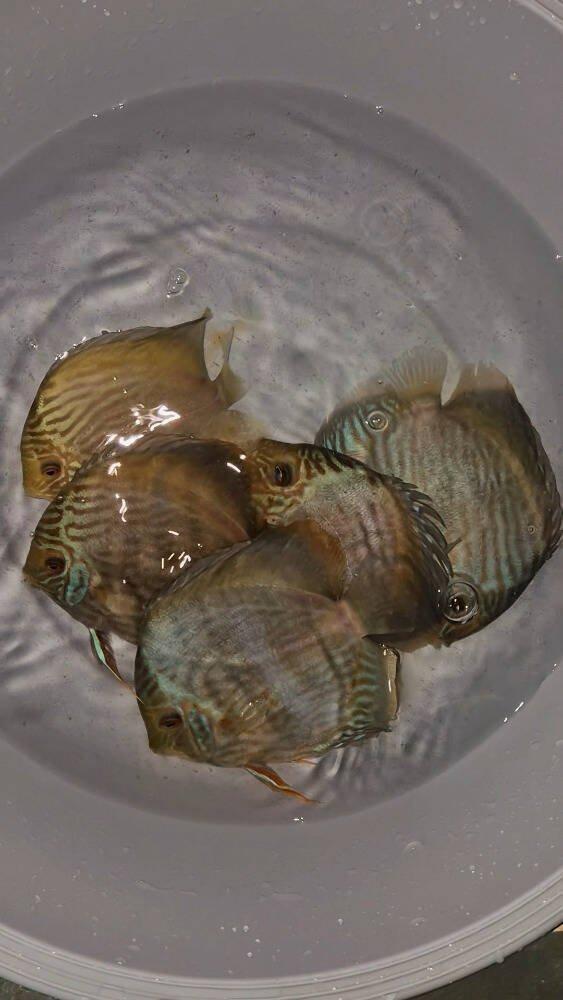 Prodej terčovců, L-sumců, skalár, rejnoků a jiných ryb