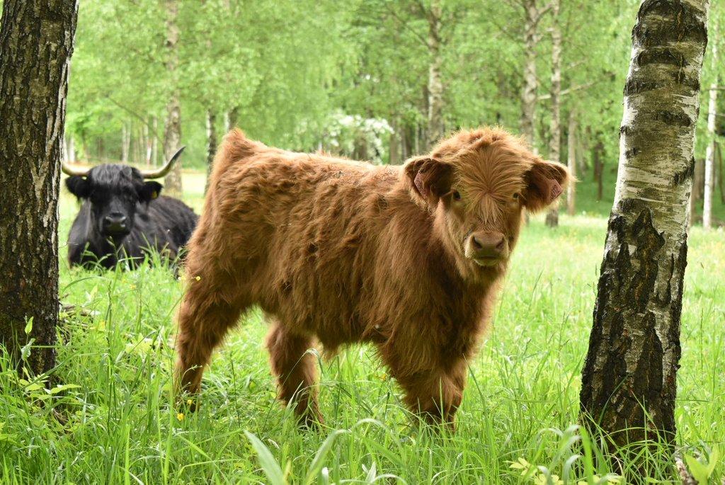 Prodám telátka Highland-Skotský náhorní skot, loňské, nebo letošní