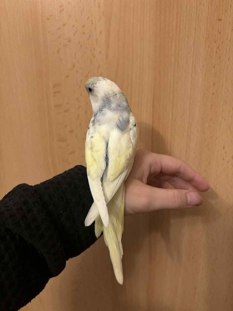 Prodám mladé andulky po vylétnutí z budky