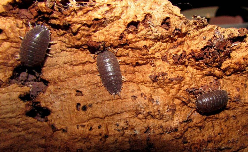 Isopody  - hobby,do terárií i krmné,chovné boxy - aktualizováno 14.7.