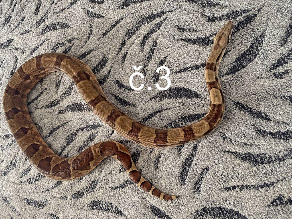 Boa constrictor - Hroznýš královský