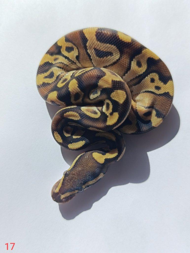 Krajta královská/ Python regius