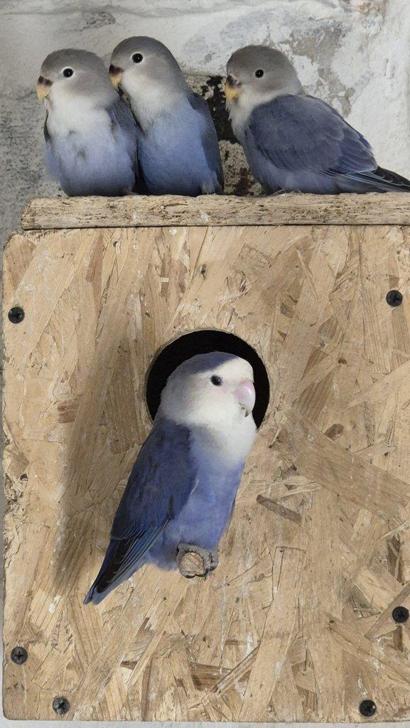 Agapornis růžohrdlý