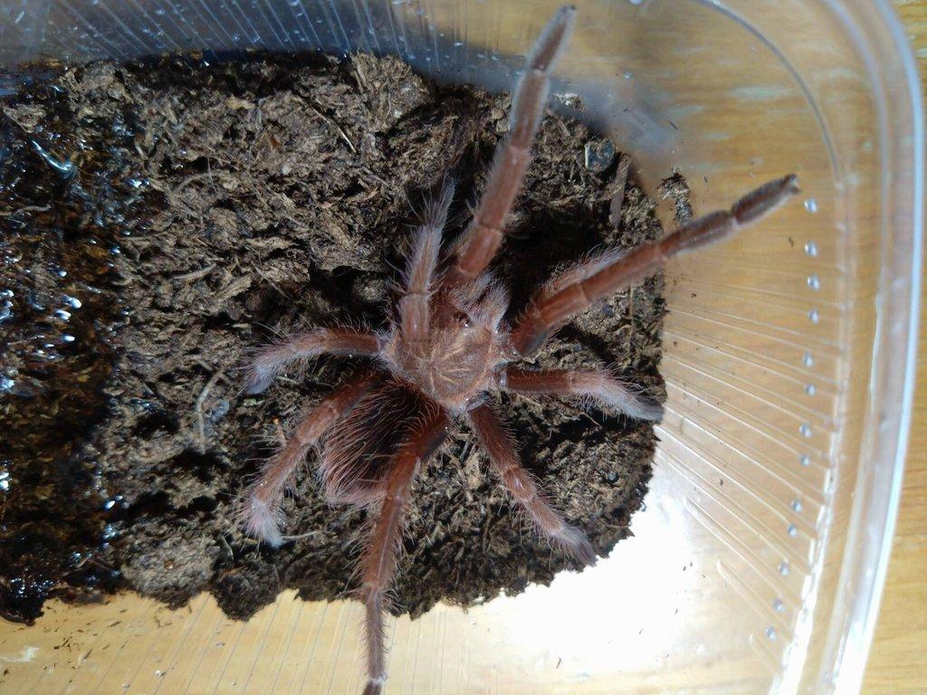 Pamphobeteus insignis (Colombia) Rarita