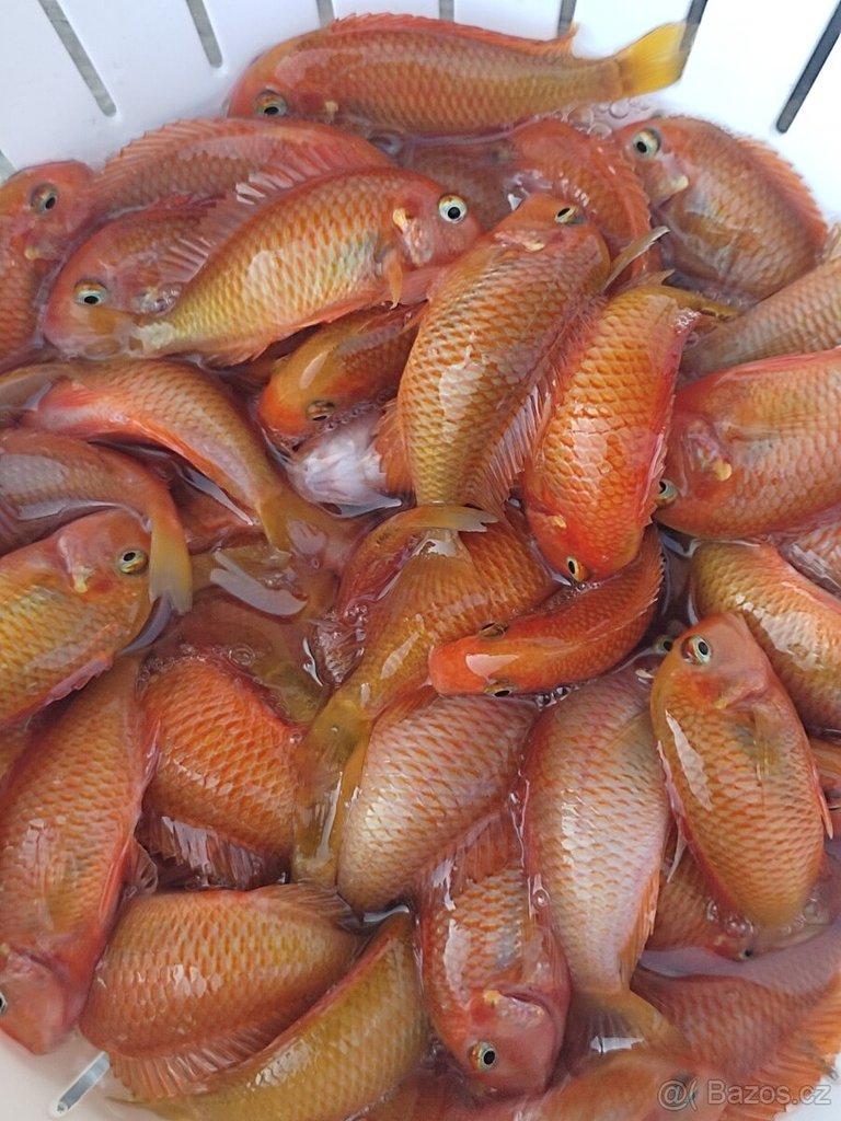 TLAMOVCI TANGANIKA MALAWI