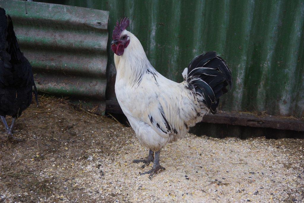 kohout Dongxiang Lukedanji