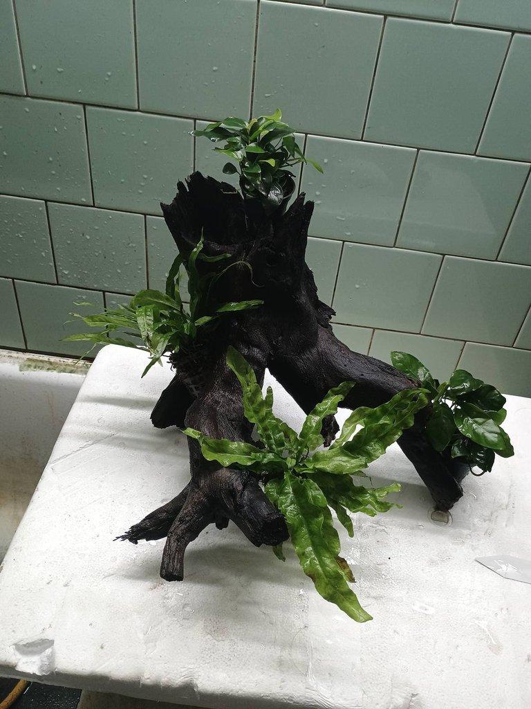 Samorost z akvária