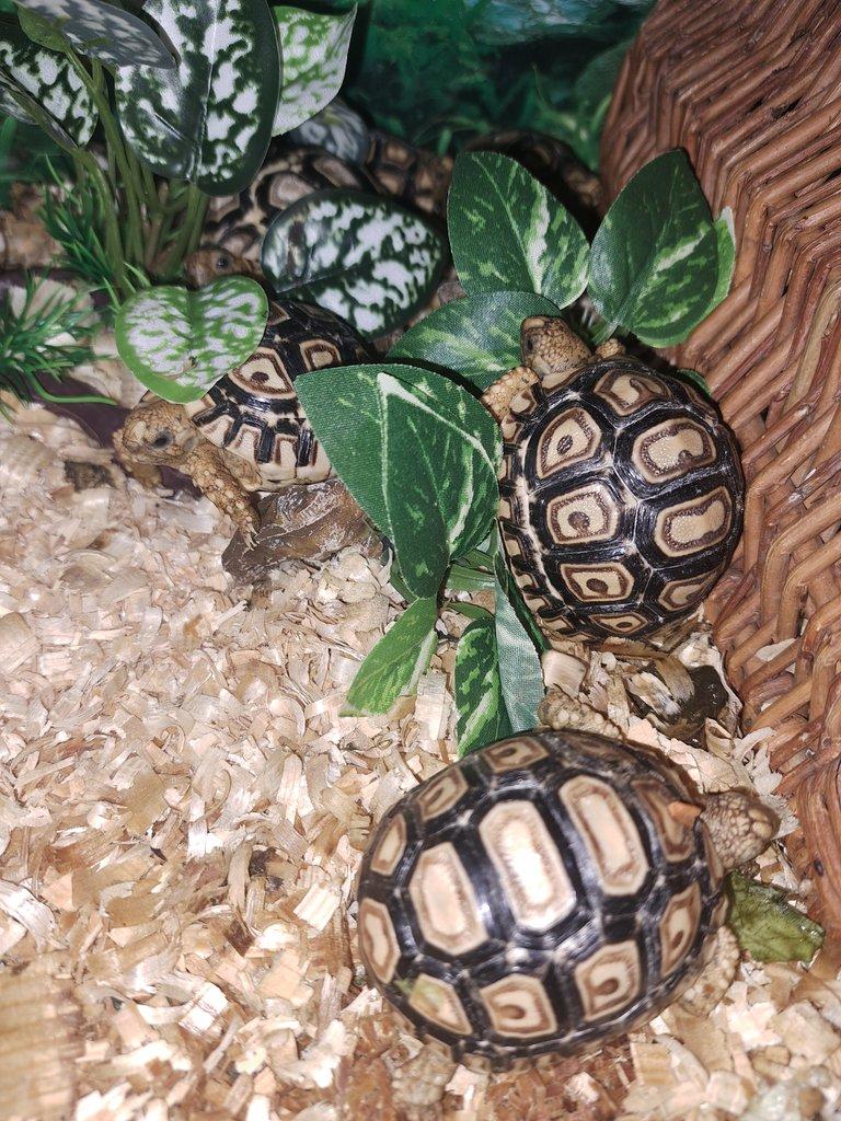 Suchozemská želva pardálí (Stigmochelys pardalis)