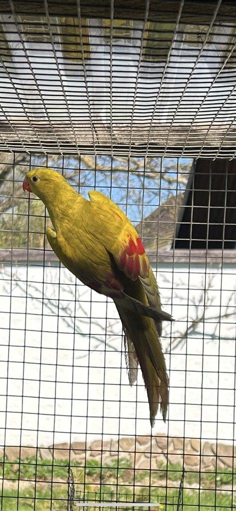 Papoušek horský mutace