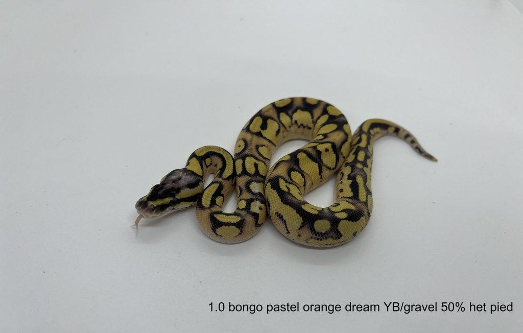 Krajta královská (Python regius)