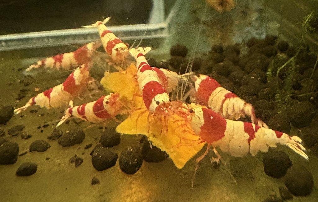 Krevetky Caridina - Crystal Red & Black