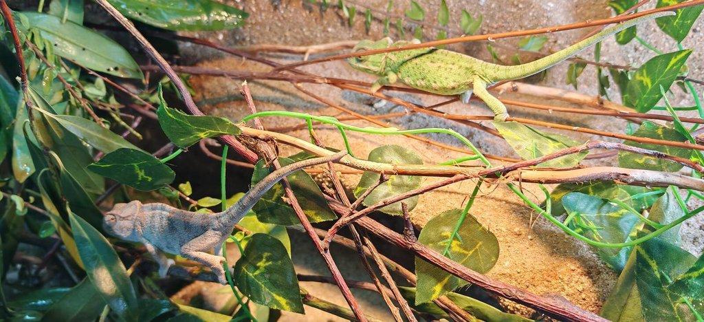 Chameleon Obecný - Chamaeleo Chamaeleon exkluzivní odchov.