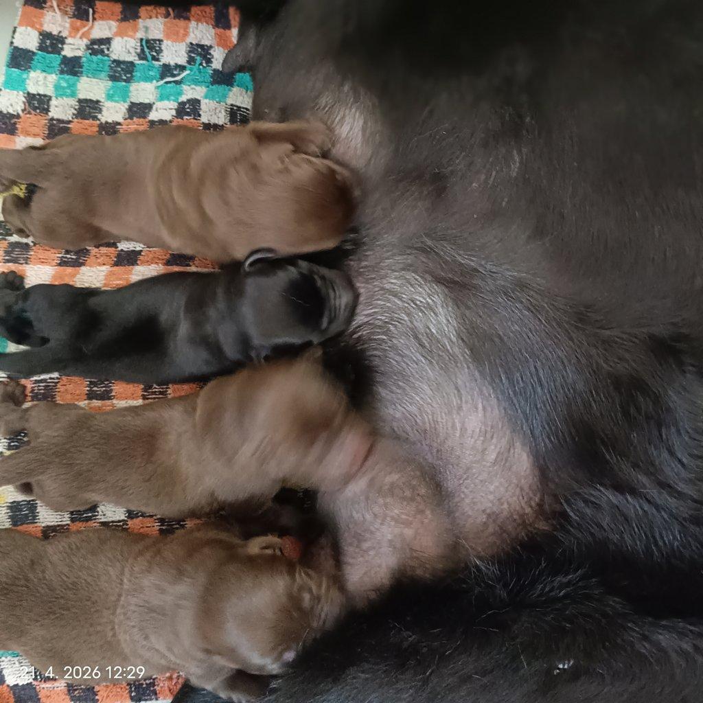 Labradorský retrívr štěňe s PP - holky i kluci