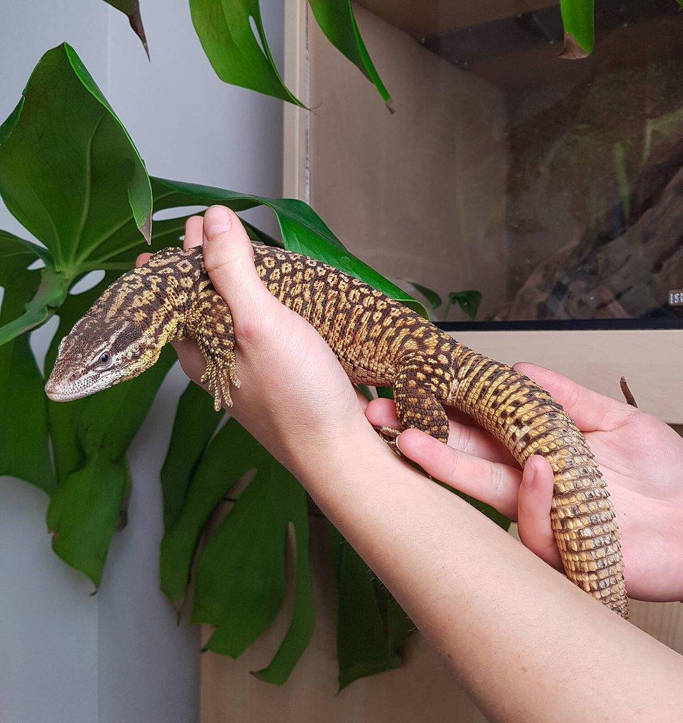 Chovný pár Varan ostnoocasý - Varanus acanthurus
