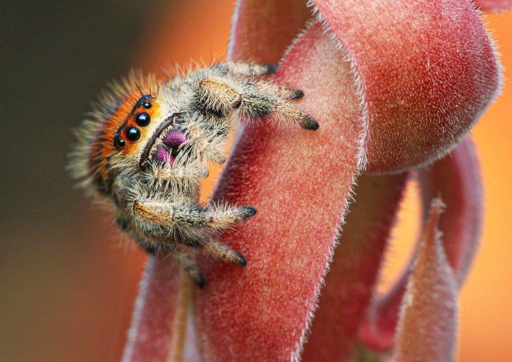 Phidippus regius Everglades I Bahamas- skákavka královská
