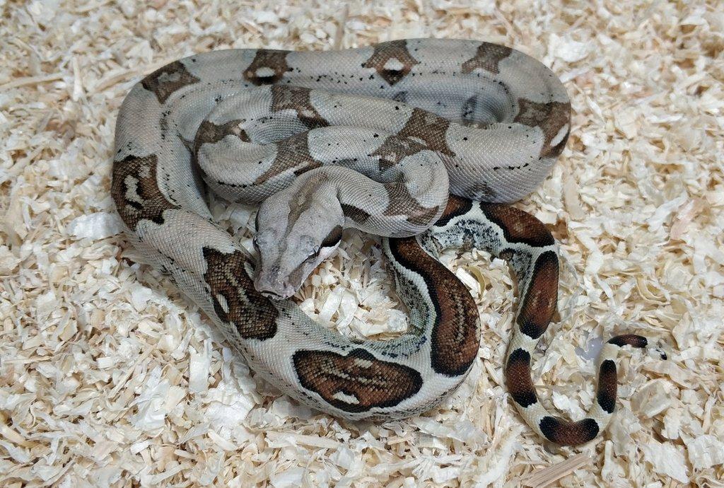 Boa imperator - Normal a Hypo 66% het Sterling VPI
