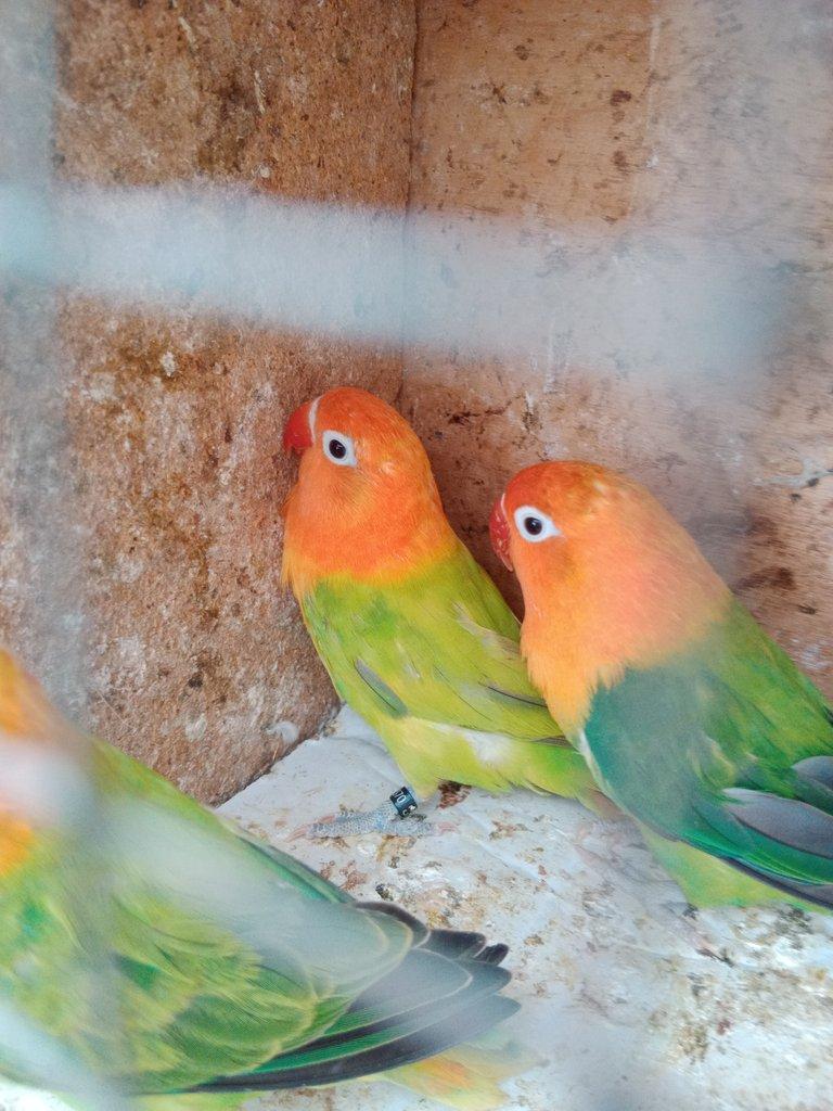 Prodám Fischer opalin