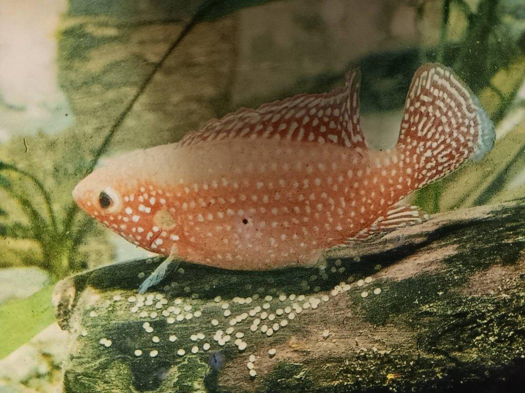 Perlovka červená