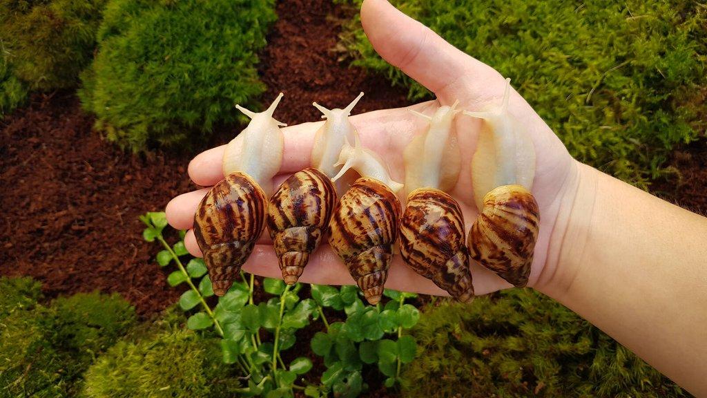 Afričtí šneci Lissachatina reticulata Albino body mláďata
