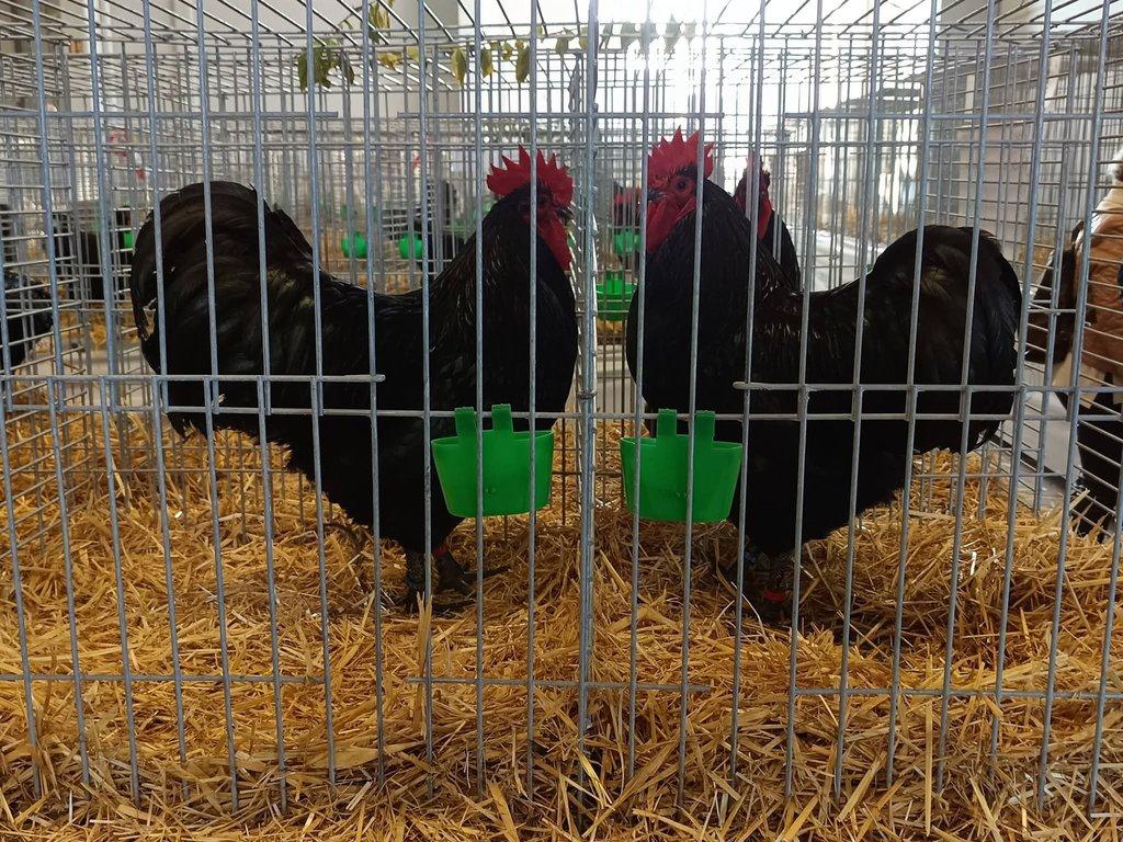 Násadová vejce Australky velké černé a modré s lemy