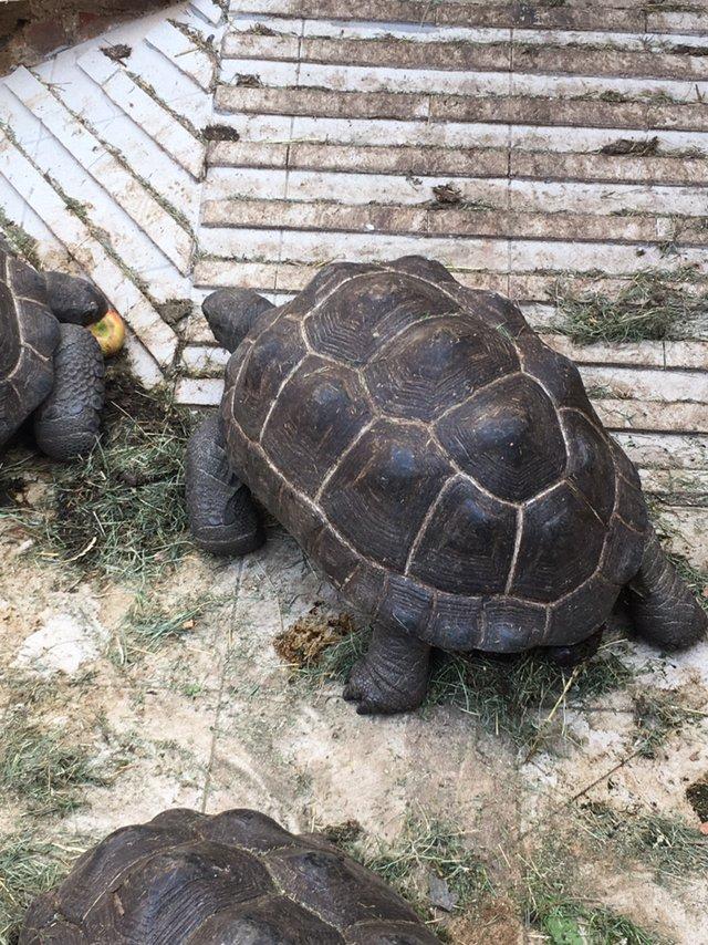 Želva obrovská, Aldabrachelys gigantea