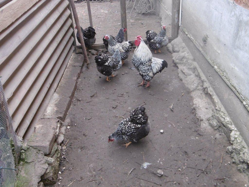 Nabízím násadová vejce zdrobnělých vyandotek