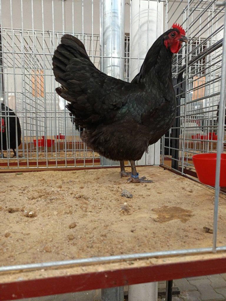 Násadová vejce Australky velké černé a modré s lemy