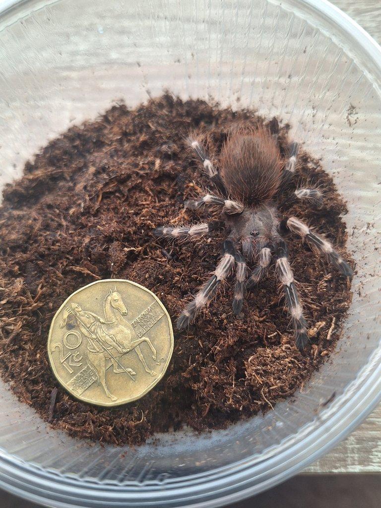 Sklípkan Nhandu chromatus