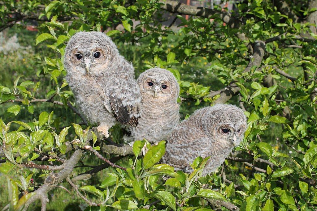 Puštík obecný (Strix aluco), ruční odchov