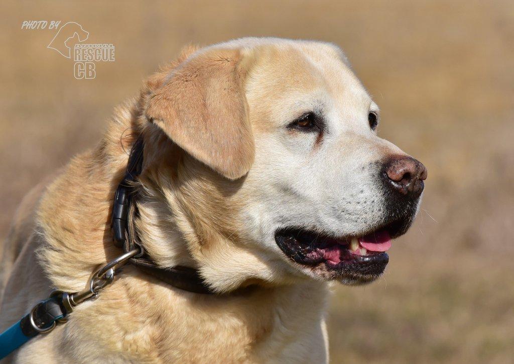 Darujeme opuštěného labradora