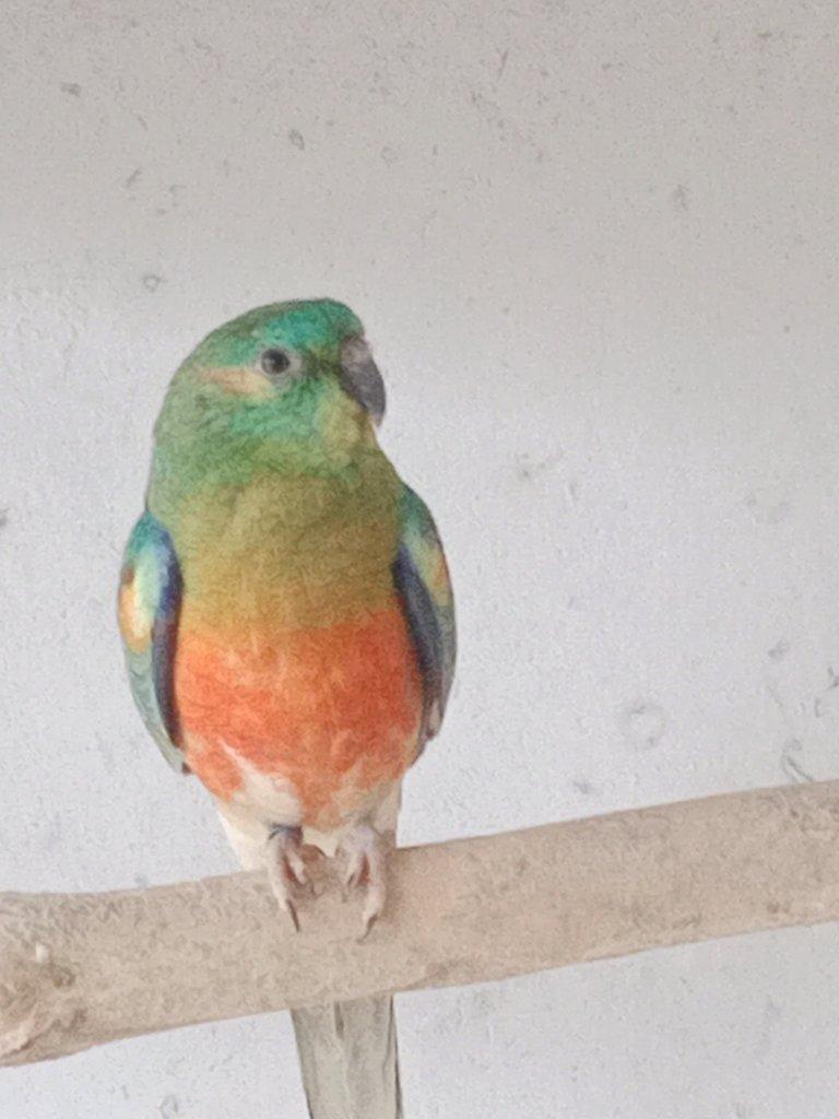 Prodám  papoušek zpěvavý