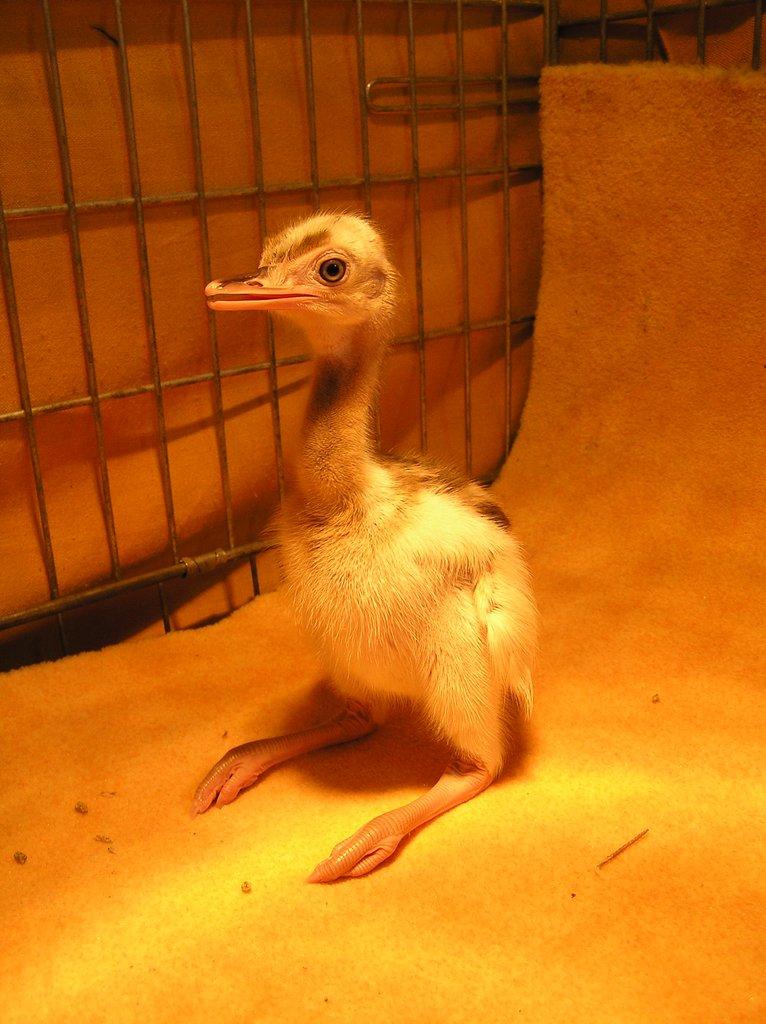 Nandu pampový bílá forma / Rhea americana white