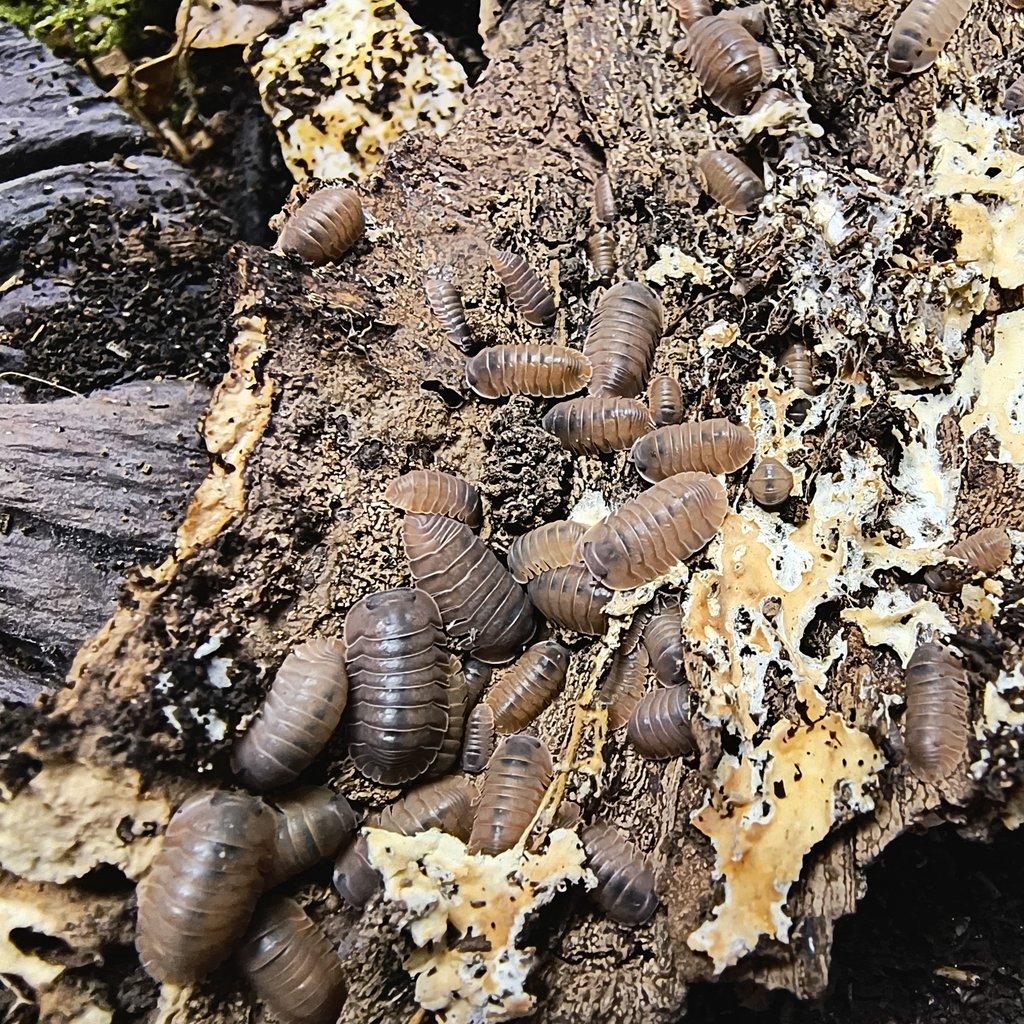 Cubaris sp. "Salmon" - Isopody