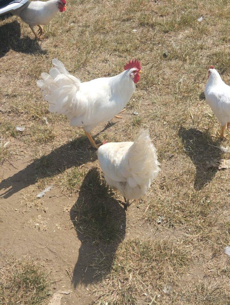Kohouti Leghorn